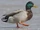 Mallard