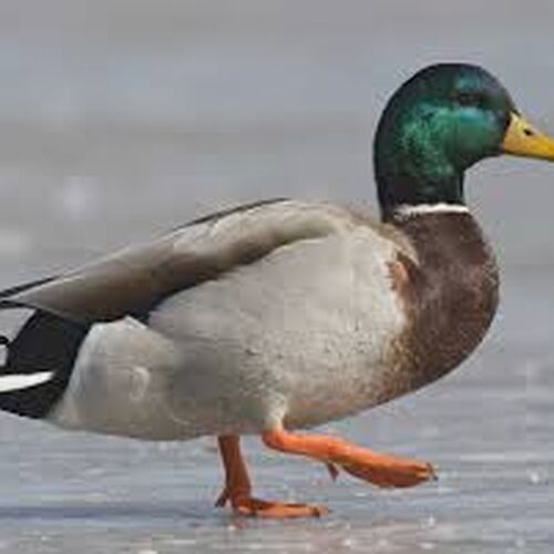 Grey duck (Anas superciliosa superciliosa) • Rare Species