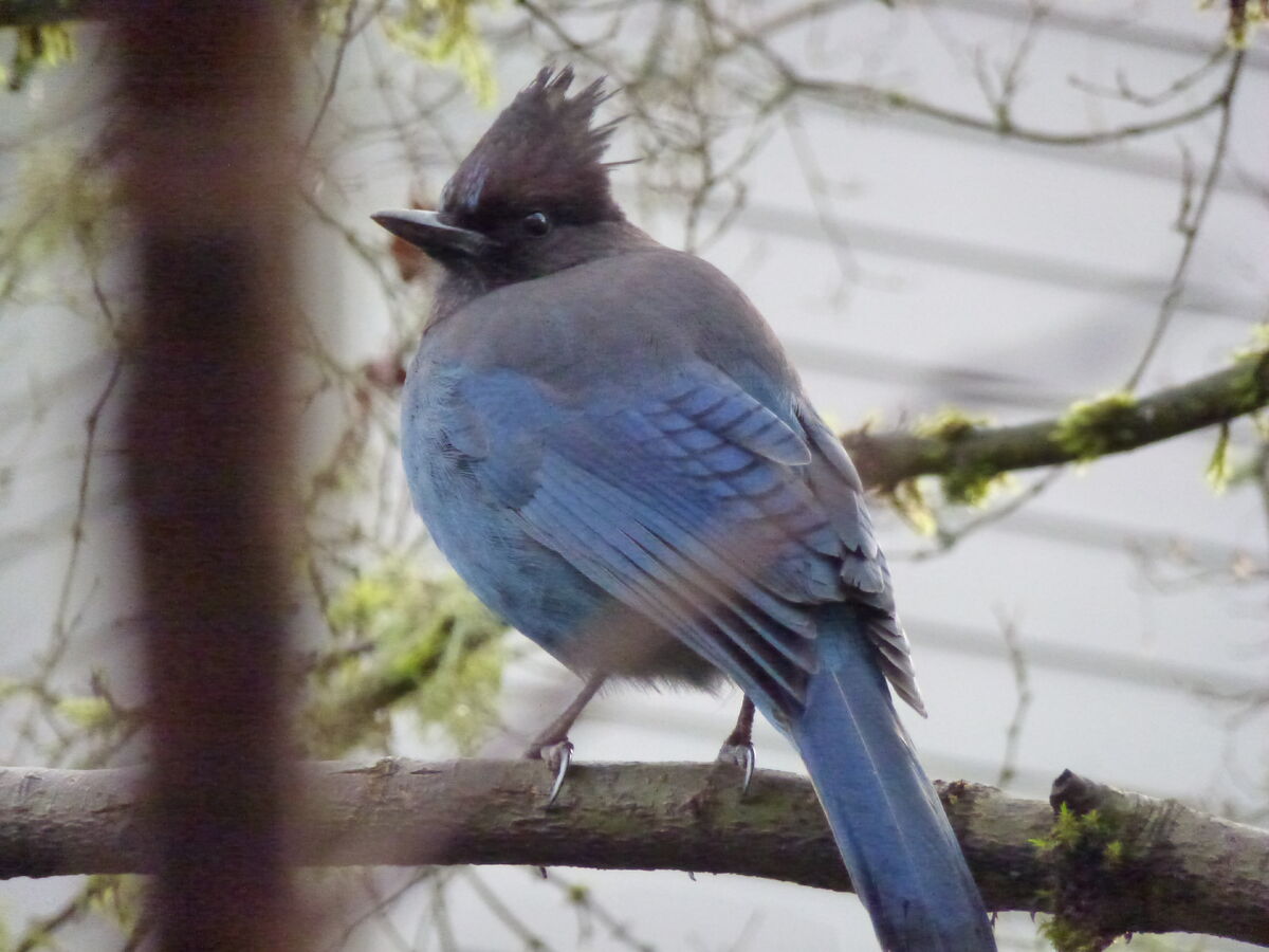 Meet the Steller's Jay: Clever Black and Blue Birds