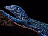Blue-spotted Tree Monitor