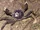 Chinese Mitten Crab