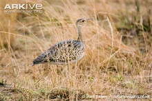 Female black-bellied bustard