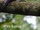 White-mantled Kingfisher