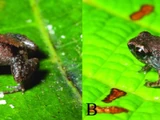 Paedophryne dekot