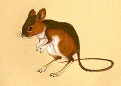 Chinese Jumping Mouse | Animal Database | Fandom