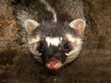 Burmese Ferret-Badger