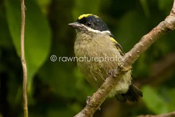 WesternGreenTinkerbird1236