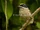 Western Tinkerbird
