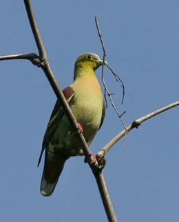 012 ashyheaded green pigeon male 03