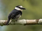 White-necked Puffbird