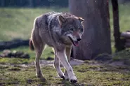 Grey Wolf18.webp (111 KB)