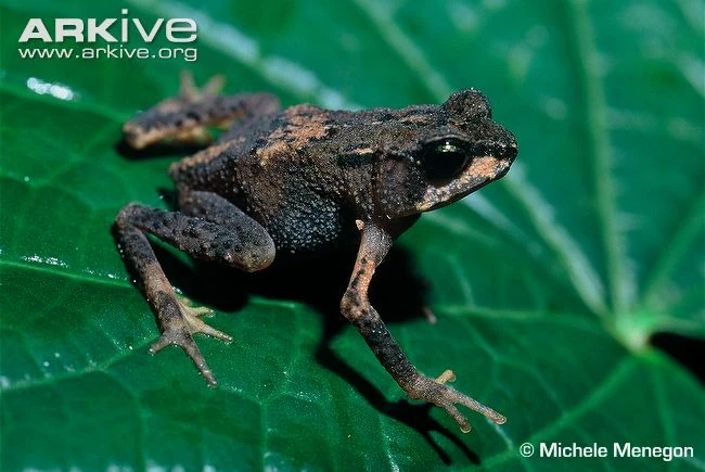 Nectophrynoides poyntoni Animal Database Fandom