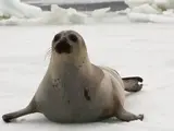 Ribbon Seal