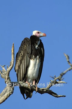 WhiteheadedVulture-05094