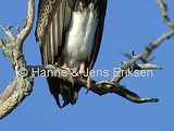 White-headed Vulture