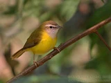Yellow-bellied Warbler