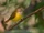 Yellow-bellied Warbler