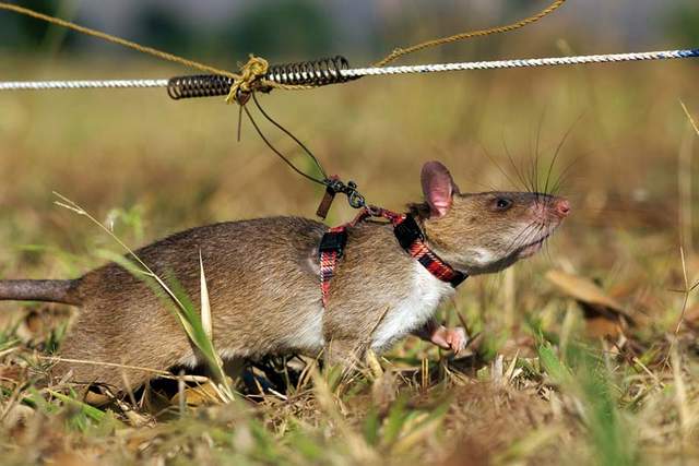 Gambian Pouched Rat | Animal Database | Fandom