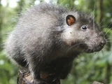 Bosavi Woolly Rat