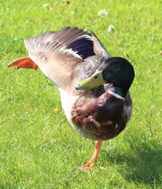 Mallardbalancing