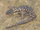 Marungu Girdled Lizard