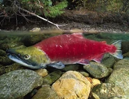 Oncorhynchus-nerka.jpg (103 KB) This salmon is in a big stream.