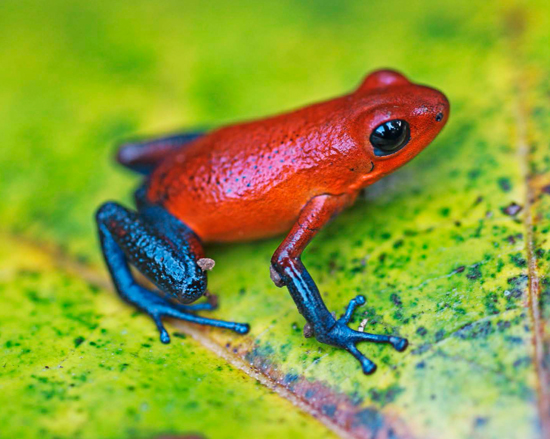 A fully grown poison dart frog on a strawberry. : r/pics