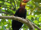 Walden's Hornbill