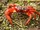 Christmas Island Red Crab