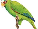 White-fronted Amazon