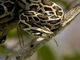 Burmese Python