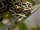 Burmese Python