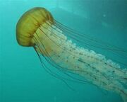 Chrysaora fuscescens-1