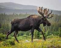 Moose