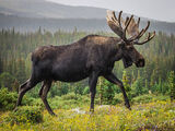 Moose