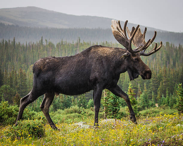 Moose Animal Database Fandom