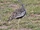 Hartlaub's Bustard