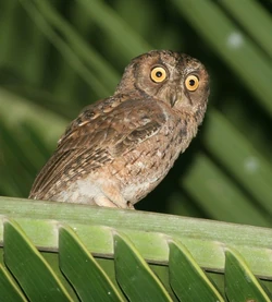 071mantanani scopsowl04032012min