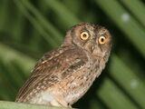 Mantanani Scops Owl