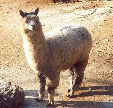 An Alpaca