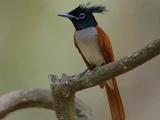 Indian Paradise Flycatcher