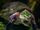 Big-Headed Amazon River Turtle