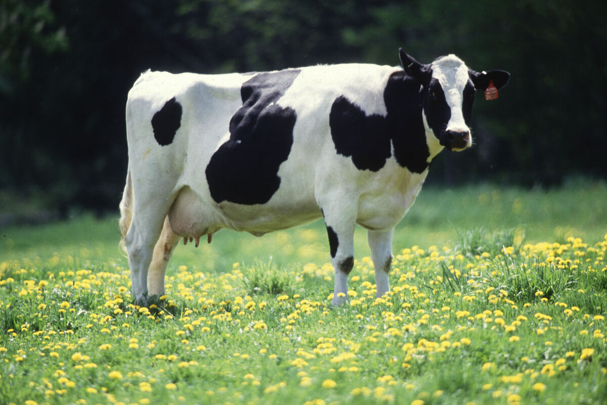 Cattle | Animal Database | Fandom