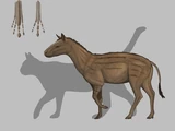 Hyracotherium