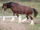 Clydesdale