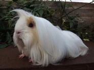 Peruvian Cavy