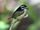 Yellow-rumped Tinkerbird