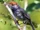 Cambodian Tailorbird