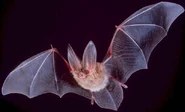 Bat (Corynorhinus townsendii).jpg (20 KB)