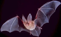 Bat (Corynorhinus townsendii)